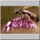 Lasioglossum cf quadrinotatulum - Furchenbiene w01 9mm.jpg